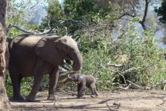 Baby elephant